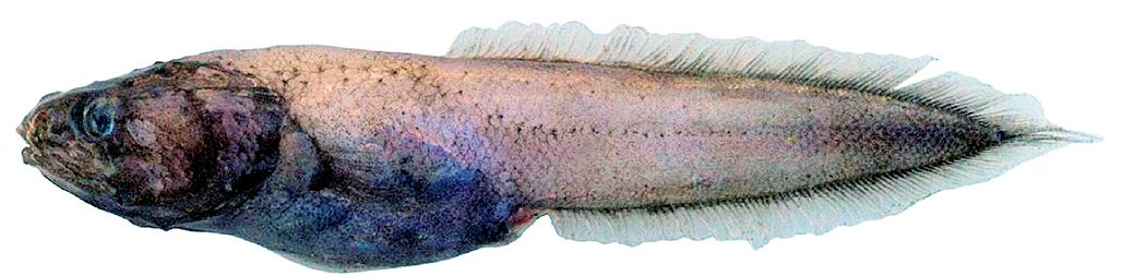 Grammonus ater_02.jpg